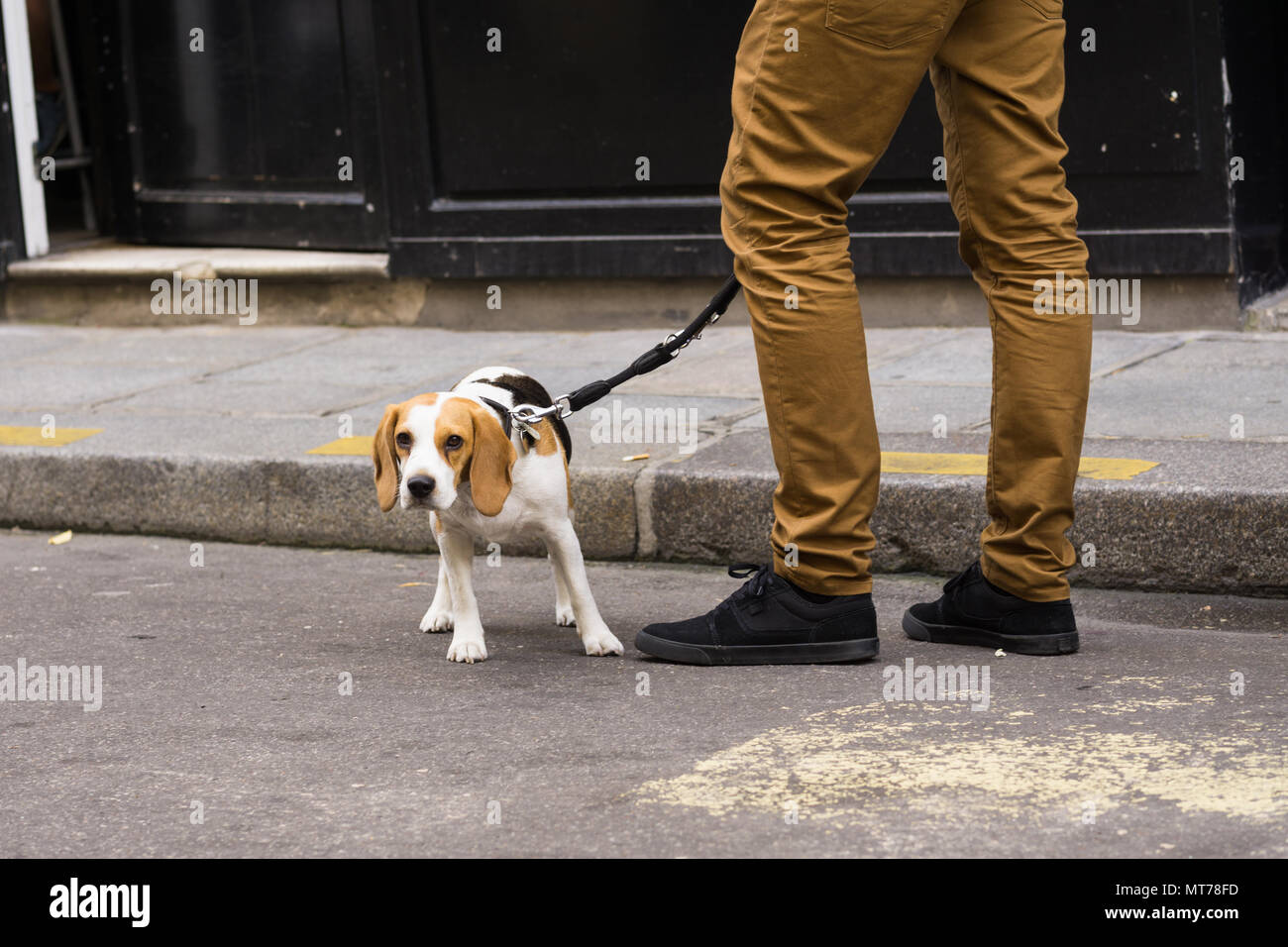 Beagle auf der Straße von Paris, Frankreich. Stockfoto