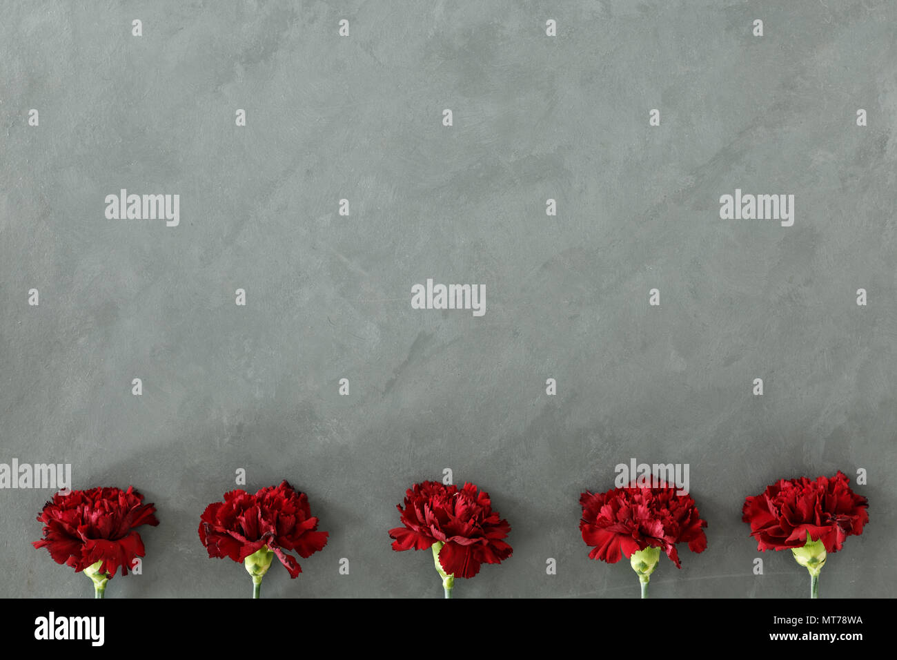 Rote Blumen gegen grauen Hintergrund mit kopieren. Woman's Day card Konzept Stockfoto