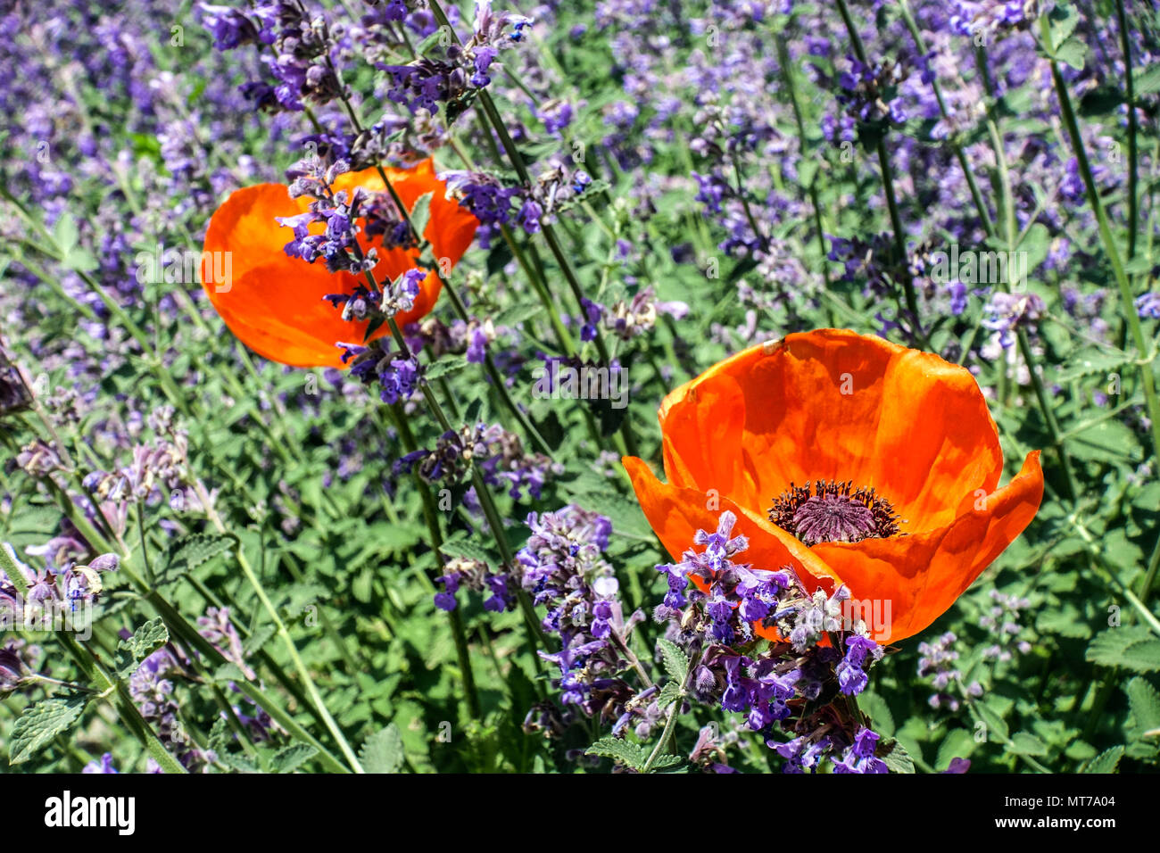 Rote Papaver Mohnblume Mohnblumen Roter Mohnblumen gemischte Blumen Blauer Garten Papaver Nepeta blühende Mischung Blumenbeet gemischter Frühling Platz in der Blüte Stockfoto