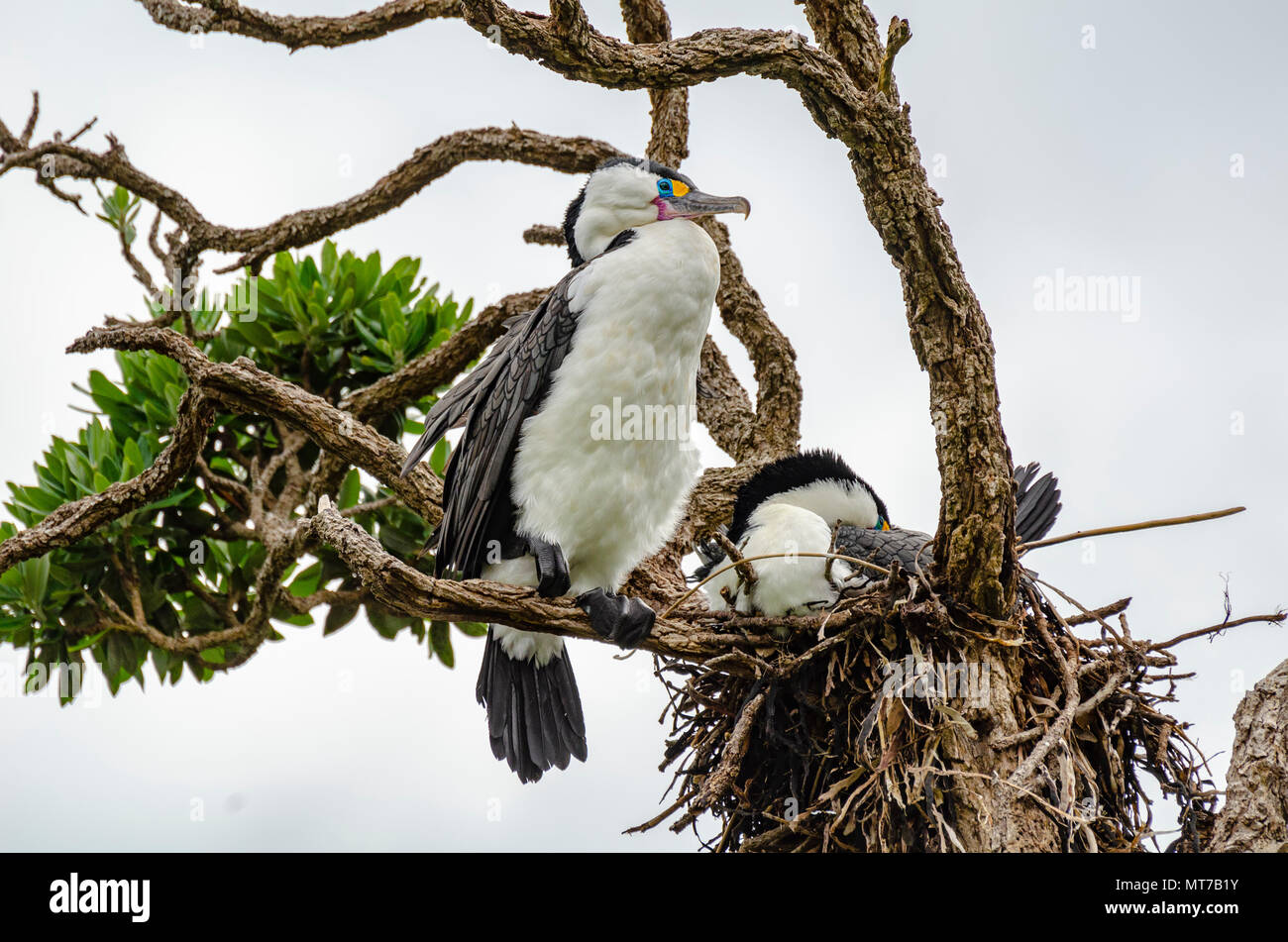 Pied Shag, Neuseeland Stockfoto