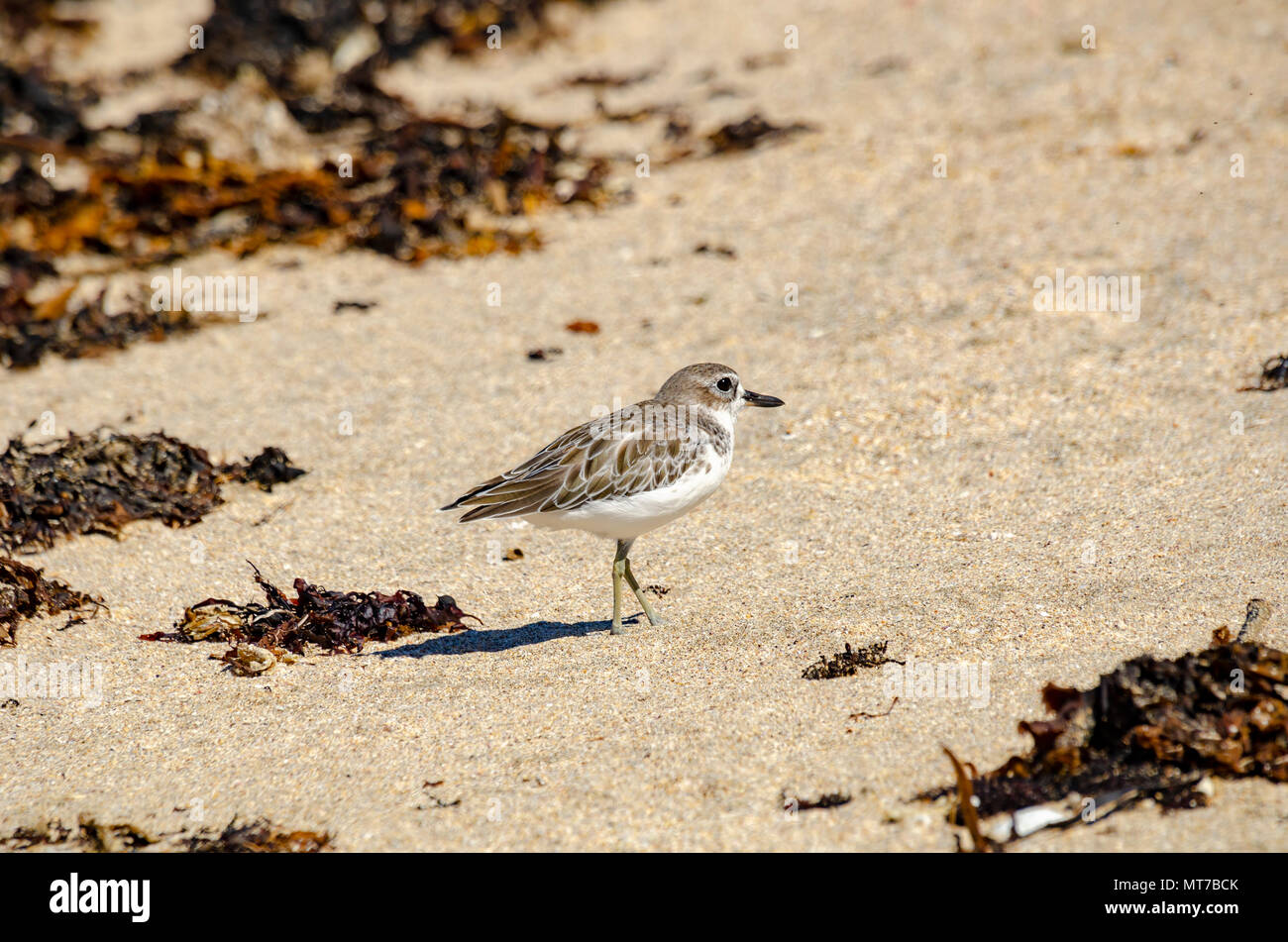 Neuseeland Dotterel, Shakespear Regional Park, North Island, Neuseeland Stockfoto