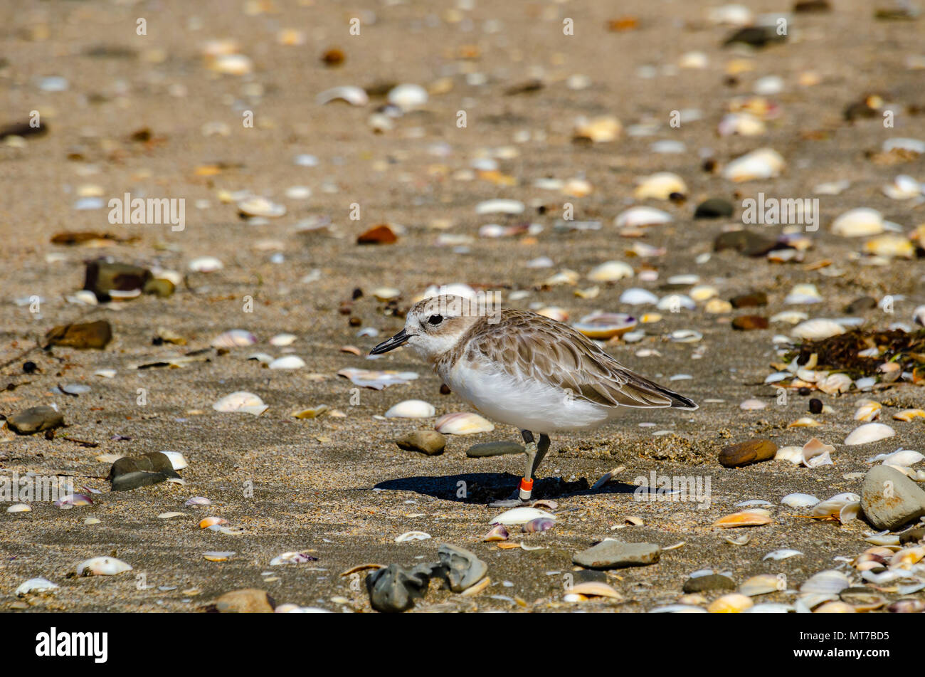 Neuseeland Dotterel, Shakespear Regional Park, North Island, Neuseeland Stockfoto