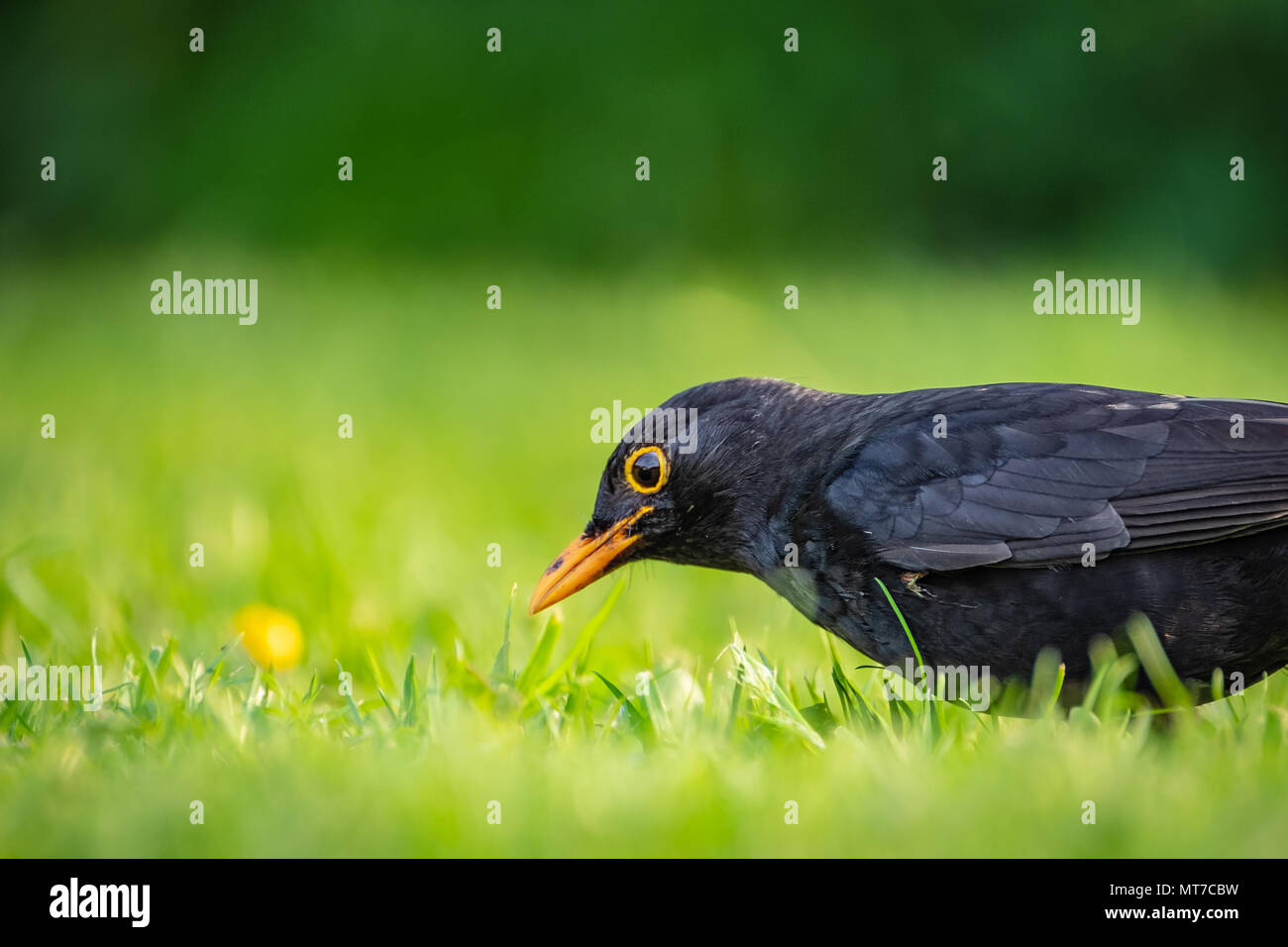 Detaillierte Ansicht eines jungen schwarzen Vogel in geflogen das Nest, im Sommer Rasen auf der Jagd nach Insekten und Würmer gesehen, nur nach einem heftigen Regenguss. Stockfoto