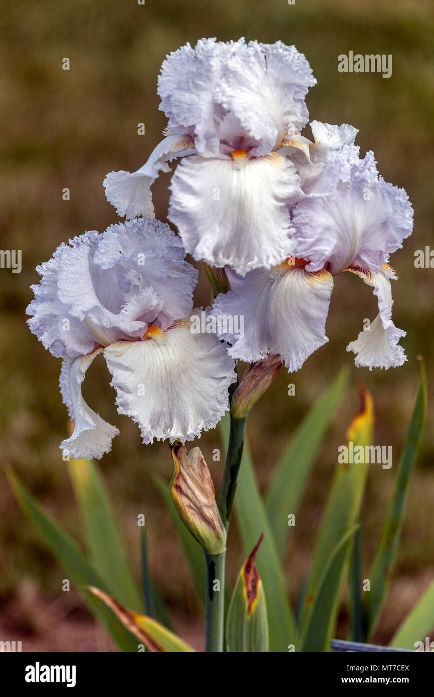 Große bärtige Iris 'Slahacka' weiße Blume Stockfoto