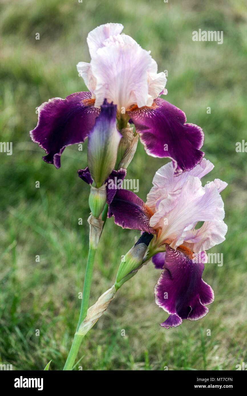 Große bärtige Iris ' Latin Lover ', bärtige Iris Stockfoto