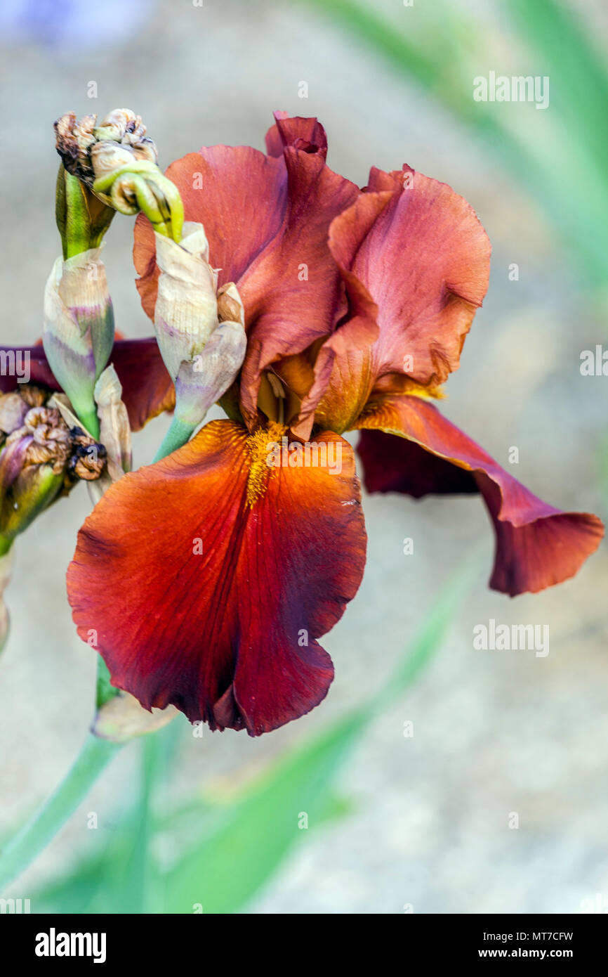 Große bärtige Iris ' Vitafire ', bärtige Irisblume Stockfoto