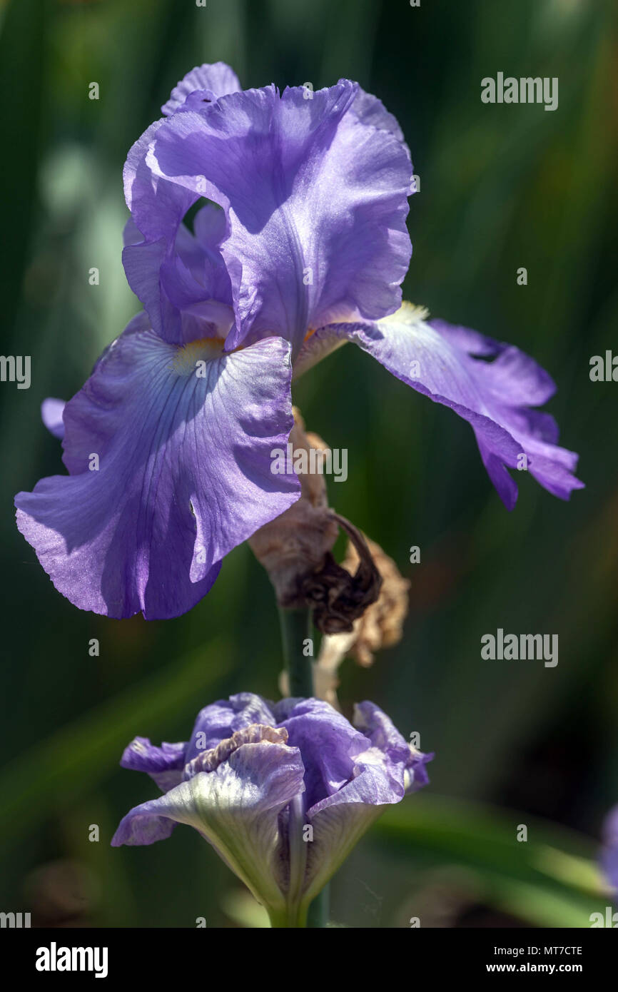 Tall bearded Iris' Violett Harmonie', bärtigen Iris Stockfoto