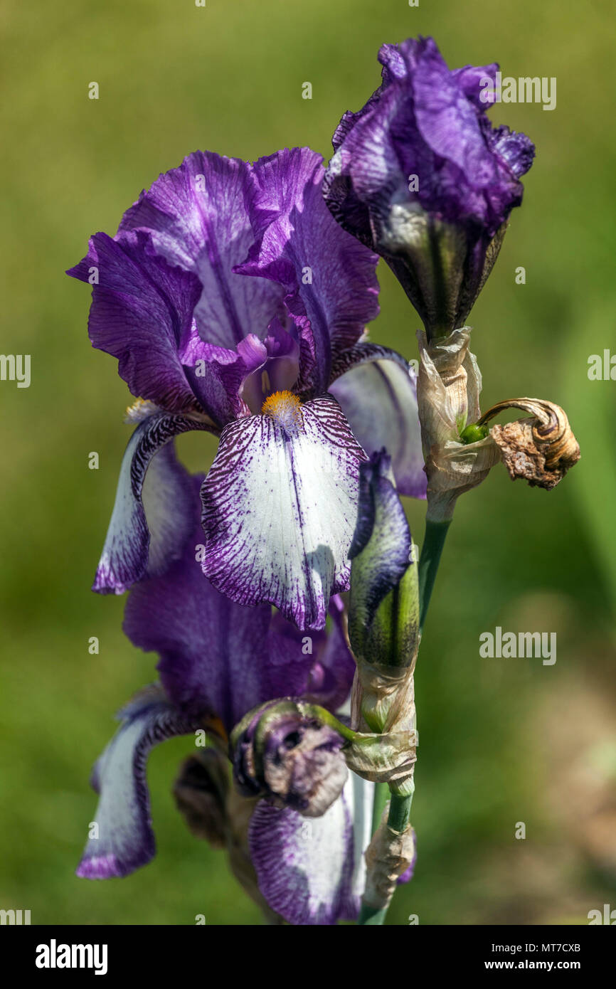 Große bärtige Iris blau violette Blume „Einhorn“ Stockfoto