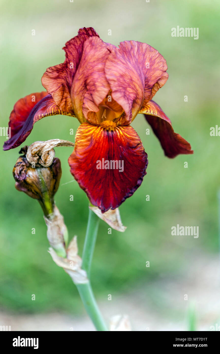 Hochbärtige Iris „Pequot“, Blumenportrait mit roter Iris Stockfoto