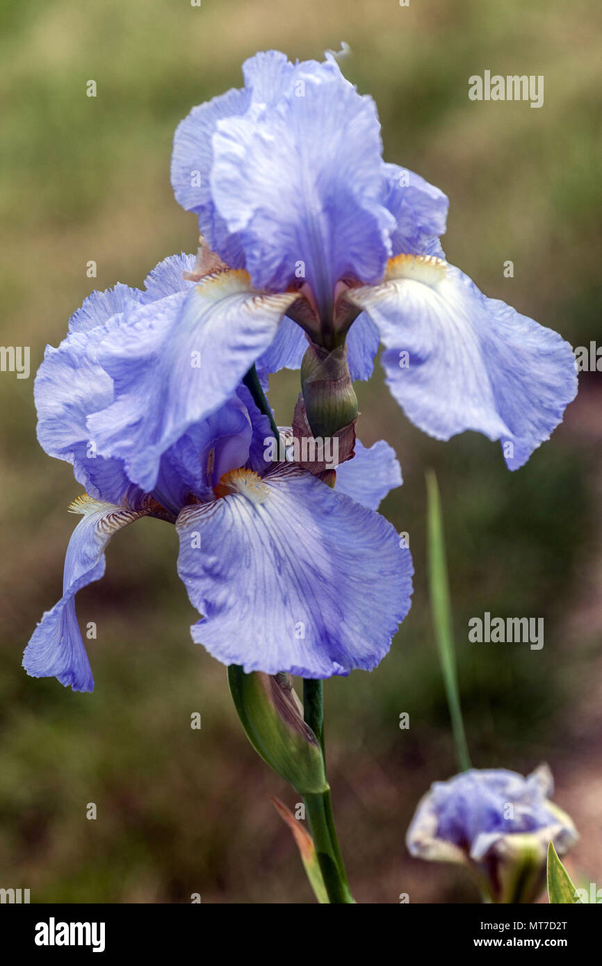 Tall bearded Iris "Elisabeth von England", bärtigen Iris Stockfoto