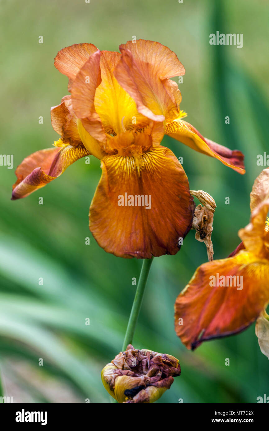 Hochbärtige Iris „Sunset Blaze“, Blumenportrait mit orangefarbener Iris Stockfoto