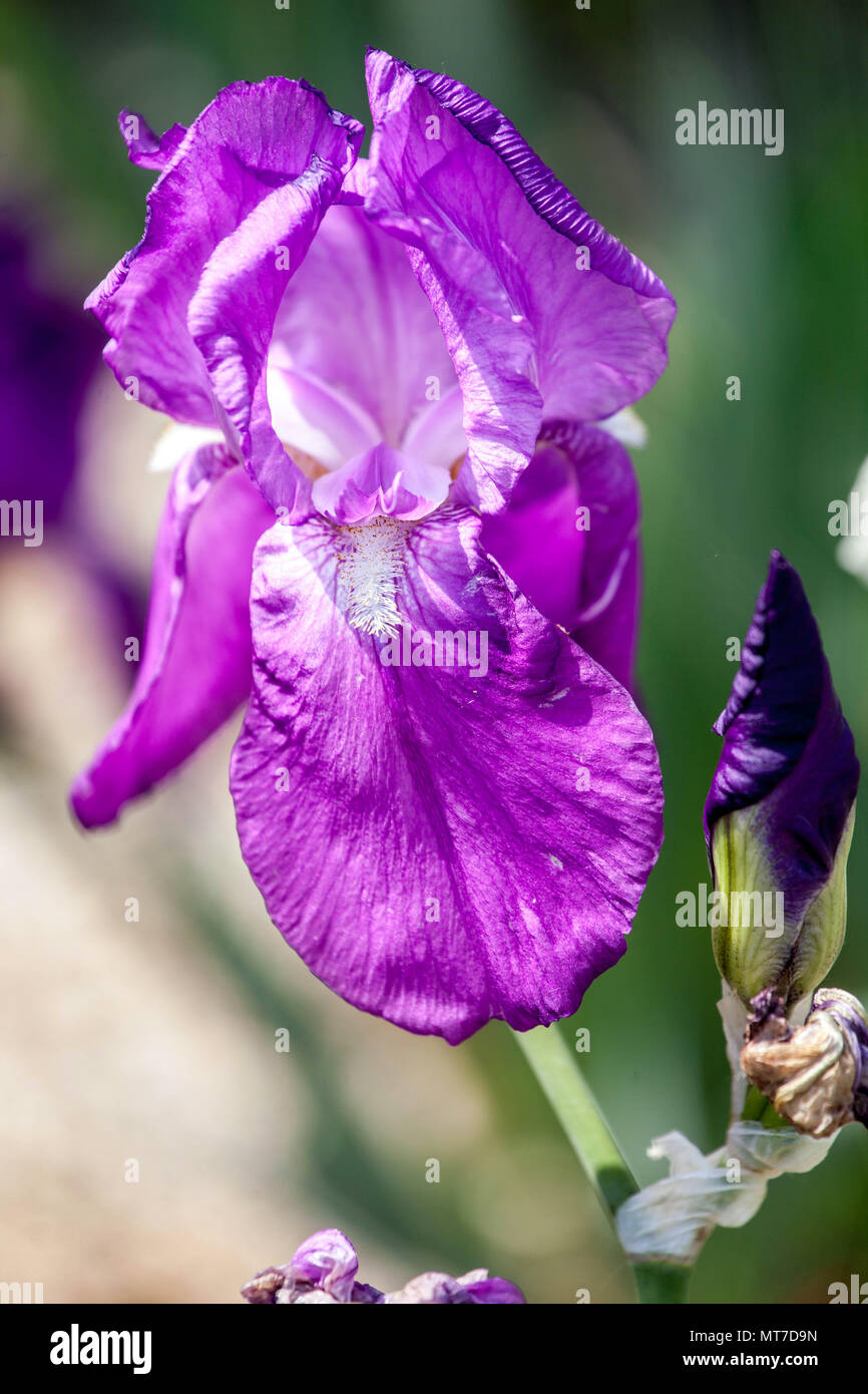 Große, bärtige Iris, violette Blume, „Rapsodie“ Stockfoto