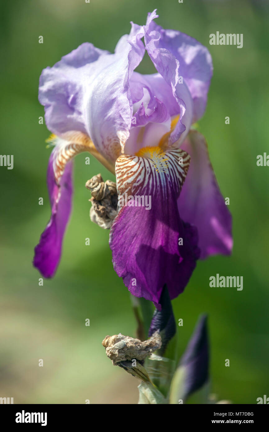 Lila hohe bärtige Irisblume 'Frieda Mohr' Blumenportrait Stockfoto
