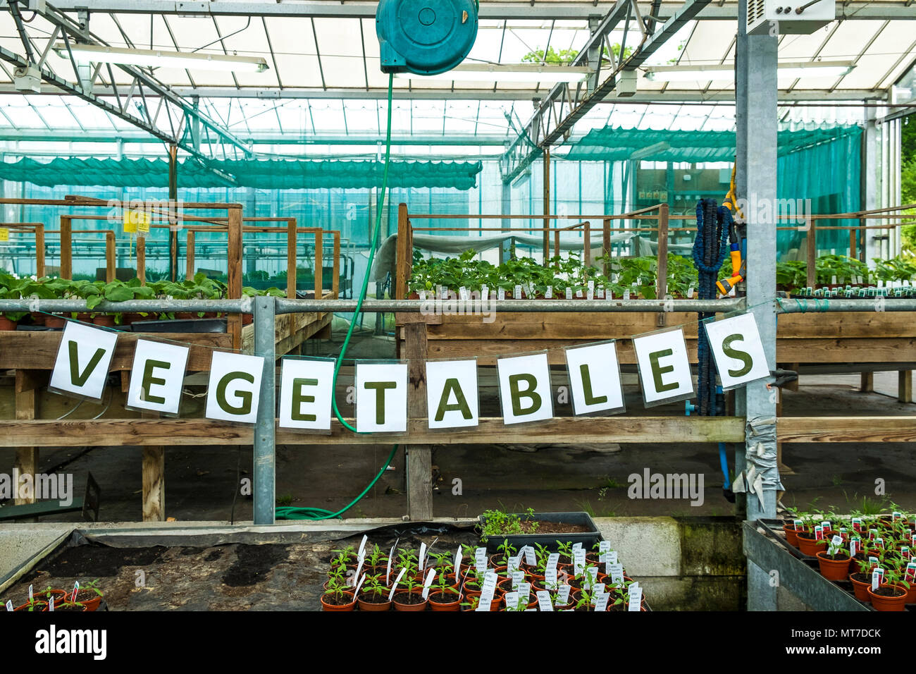 Ein Zeichen für Gemüse in einem Gartencenter Baumschule. Stockfoto