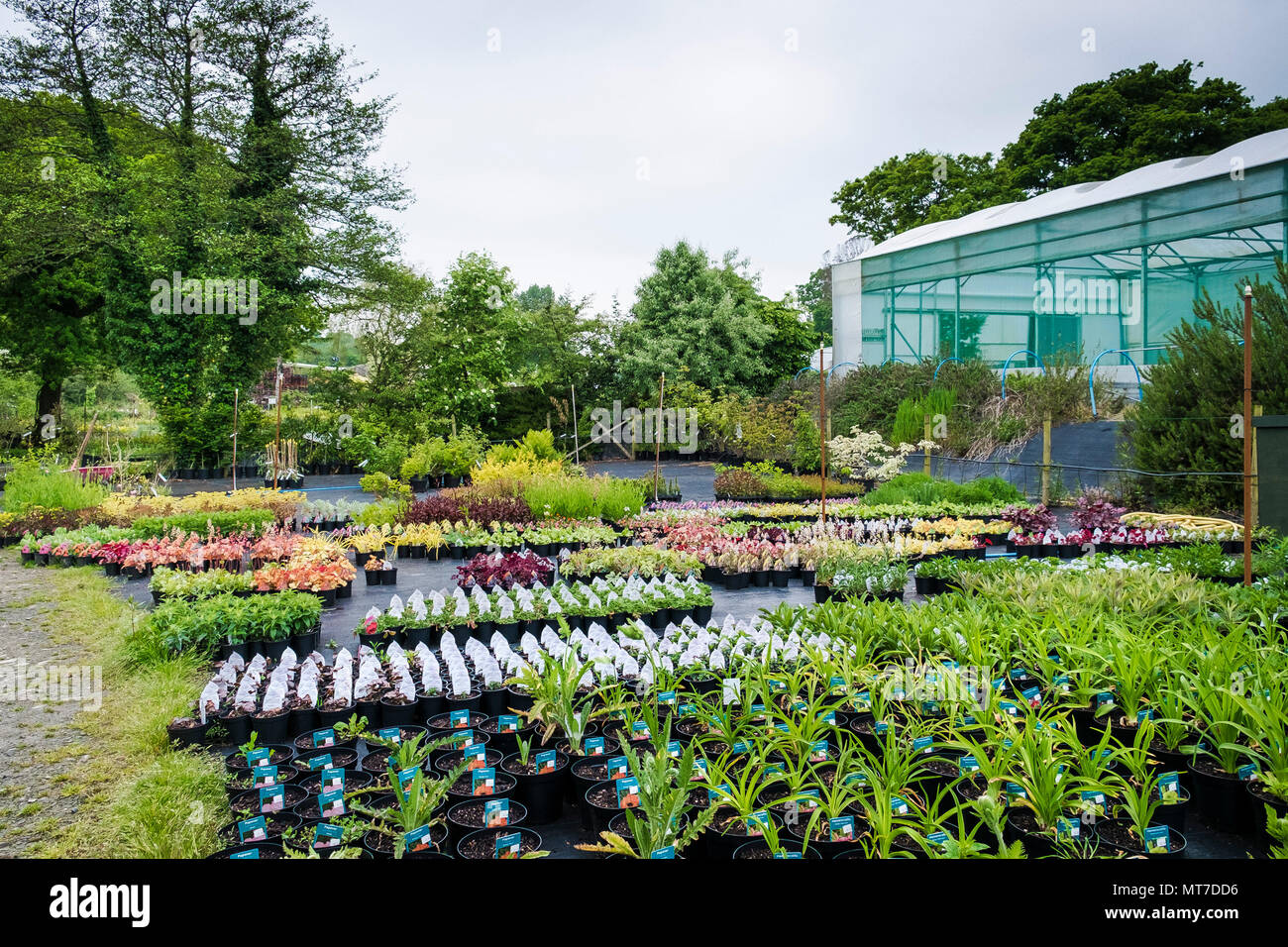 Eine grosse Auswahl an Pflanzen für den Verkauf in einem großen Gartencenter Baumschule. Stockfoto