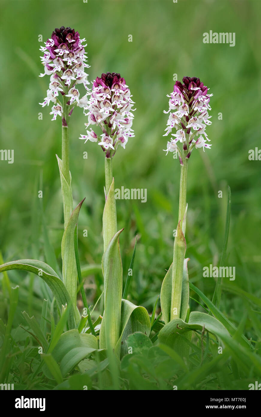 Burnt Orchidee (Neotinea Ustulata) manchmal als Tipp Orchidee verbrannt
