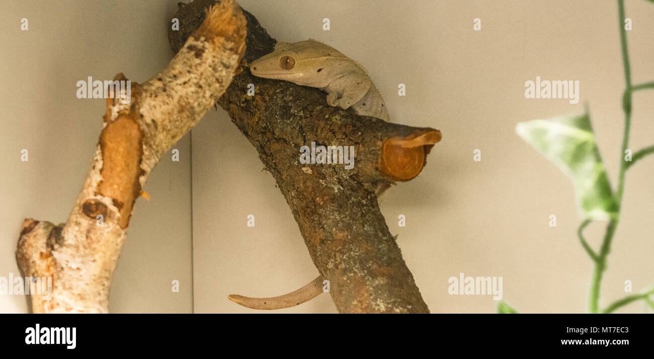 Correlophus ciliatus/Crested Gecko Stockfoto