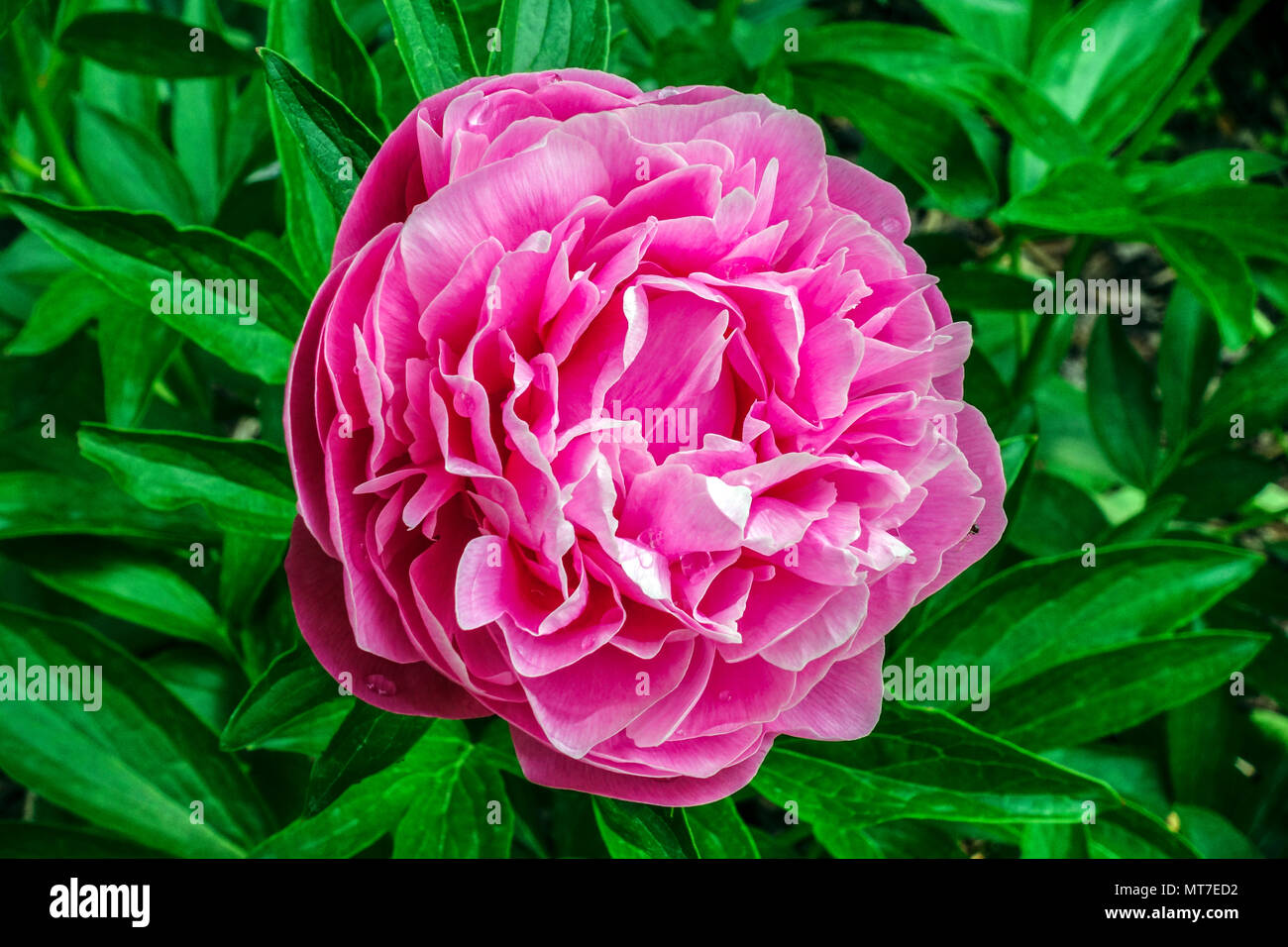 Paeonia lactiflora 'Joker', Pink Päonien, Pfingstrosen Stockfoto