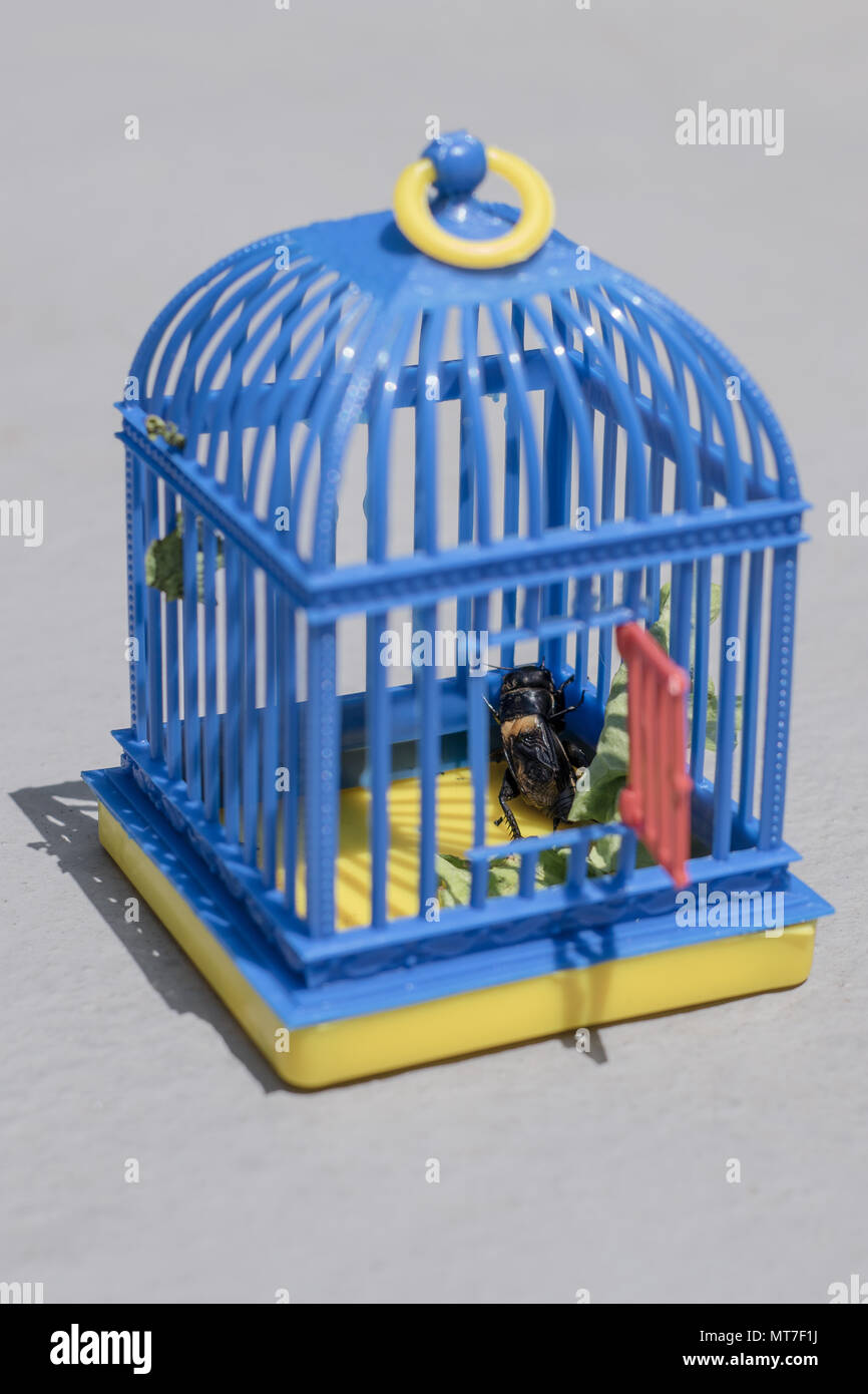 Europäische männlich Kricket in der blauen Käfig mit offener Tür Stockfoto