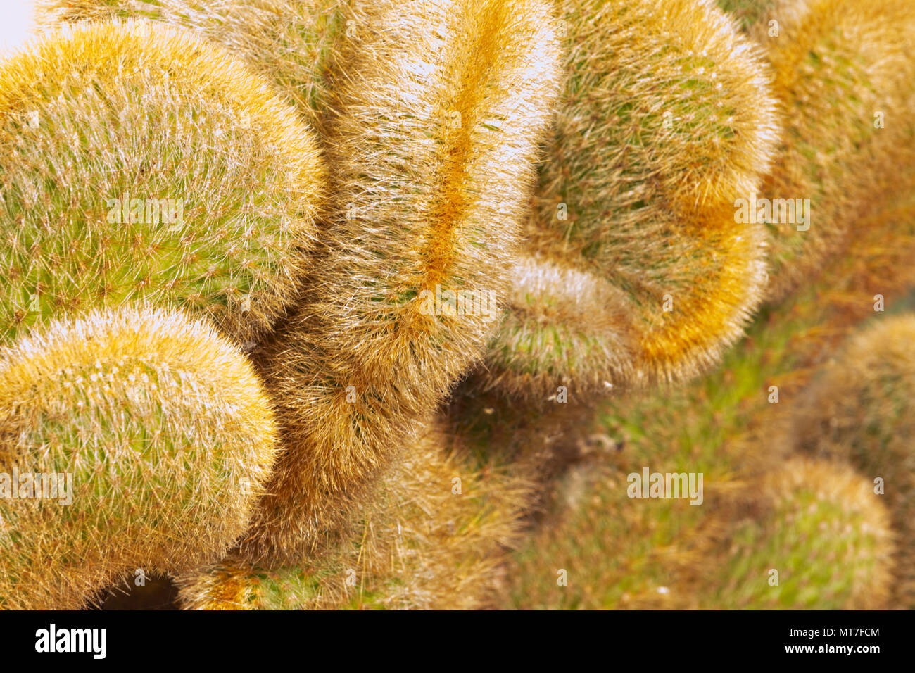 Ungewhnliche Kaktus Pflanze, Crest Form, Gelb dnne Spike Stockfotografie  - Alamy