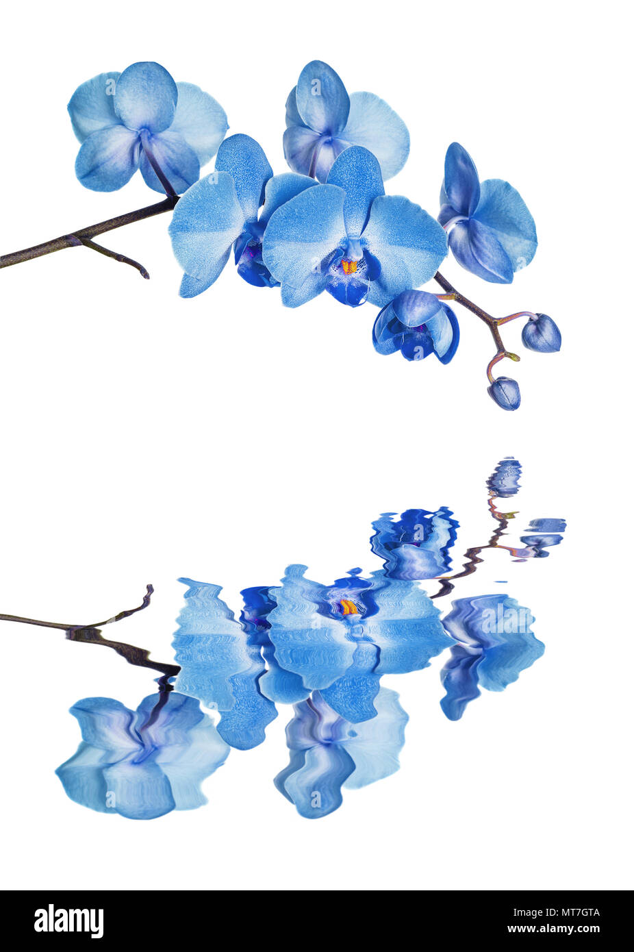 Blühender Zweig der Blaue Nachtfalter orchid flower mit Reflexion in eine Wasseroberfläche auf weißem Hintergrund Stockfoto