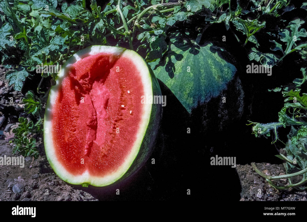 Eine kernlose Wassermelone (Citrullus lanatus) hat in der Hälfte in  Kalifornien, USA, Bauernhof Feld geschnitten worden die Reife der grosse  saftige Frucht, die mehr als 90 Prozent Wasser zu prüfen. Diese populären