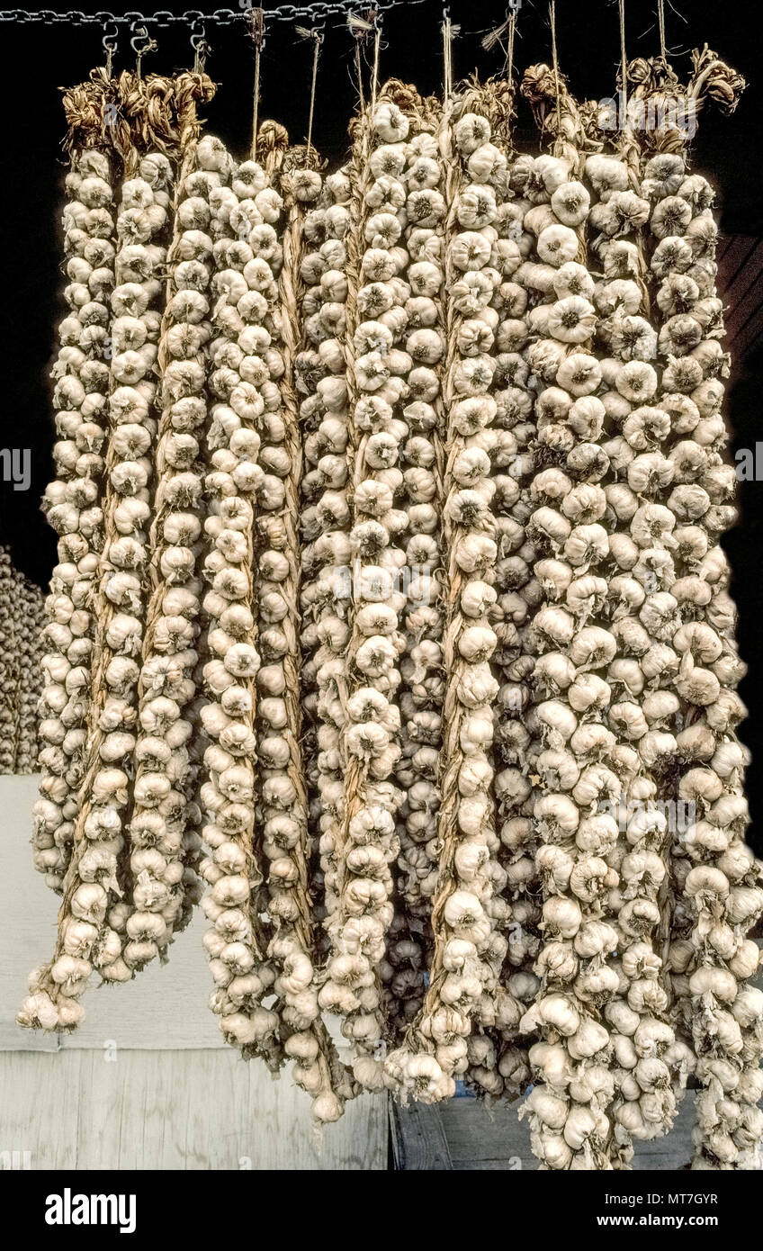 Strings von Knoblauch Zwiebeln sind für den Verkauf in einem Open-air-Street Market in New Orleans, Louisiana, USA. Besaitung und Aufhängen der Lampen für die Exposition gegenüber der Luft ist eine traditionelle Art der Knoblauch Trocknen nach der Ernte aus dem Untergrund ohne Verlust der Feuchtigkeit in den einzelnen Knoblauchzehen, die in Ihrer eigenen papery Skins beigefügt sind. Knoblauch ist eine blühende Kraut (Allium sativum) weltweit als ein scharfes Gewürz in der Küche. Strings von Knoblauch sind manchmal zur Dekoration oder für gutes Glück in Haushalten und Unternehmen, besonders Restaurants aufgehängt. Stockfoto