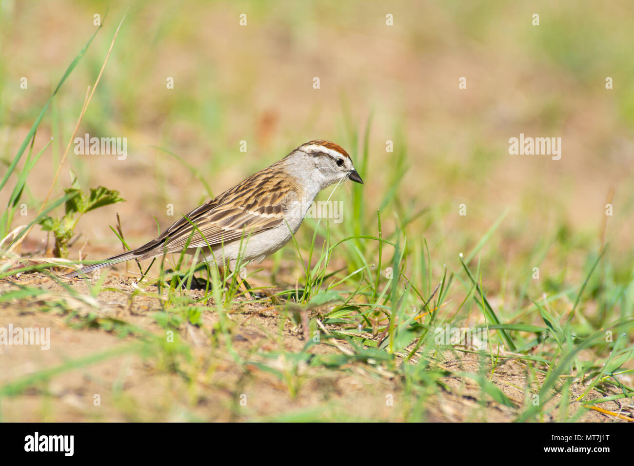 Ein chipping Sparrow, Spizella Passerina, für Nesting Material in einem Naturschutzgebiet im Zentrum von Alberta, Kanada. Stockfoto