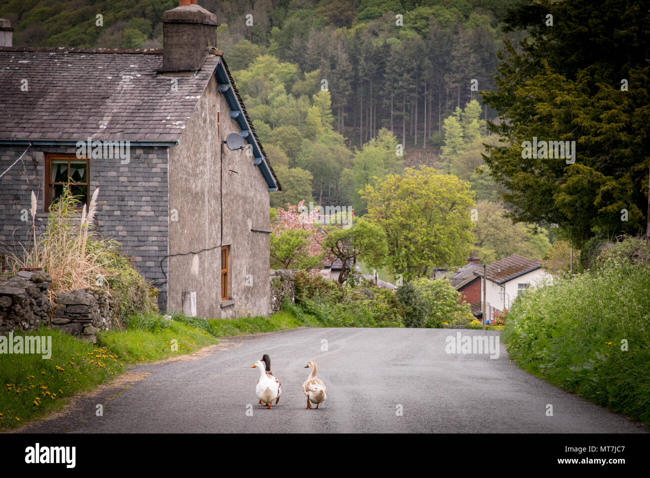 Enten für einen kleinen Spaziergang im Penny Bridge am südlichen Rand des Lake District National Park, Cumbria. Stockfoto