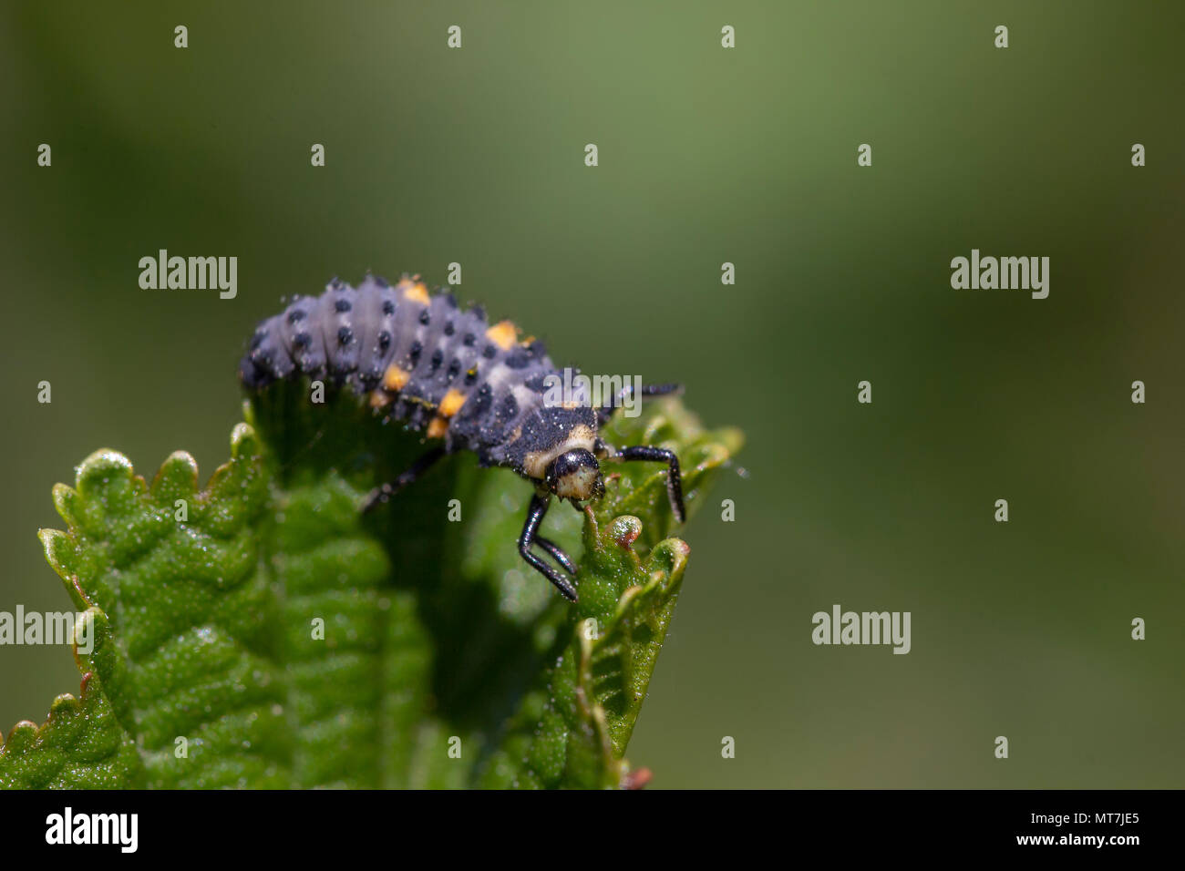7 gefleckte Marienkäfer Nymphe, Larve, Coccinella 7-punctata, Crawling entlang ein Blatt an einem sonnigen Tag im Mai, Schottland. Stockfoto