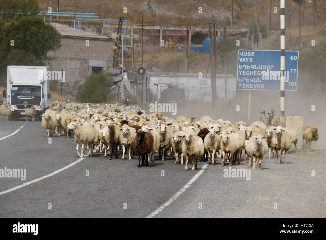 SISIAN, Armenien, 27. September 2017. Eine Herde Schafe blockiert Datenverkehr wie es geht vorbei an einer zweisprachigen Abstand Schild an der Straße durch die Stadt. Stockfoto