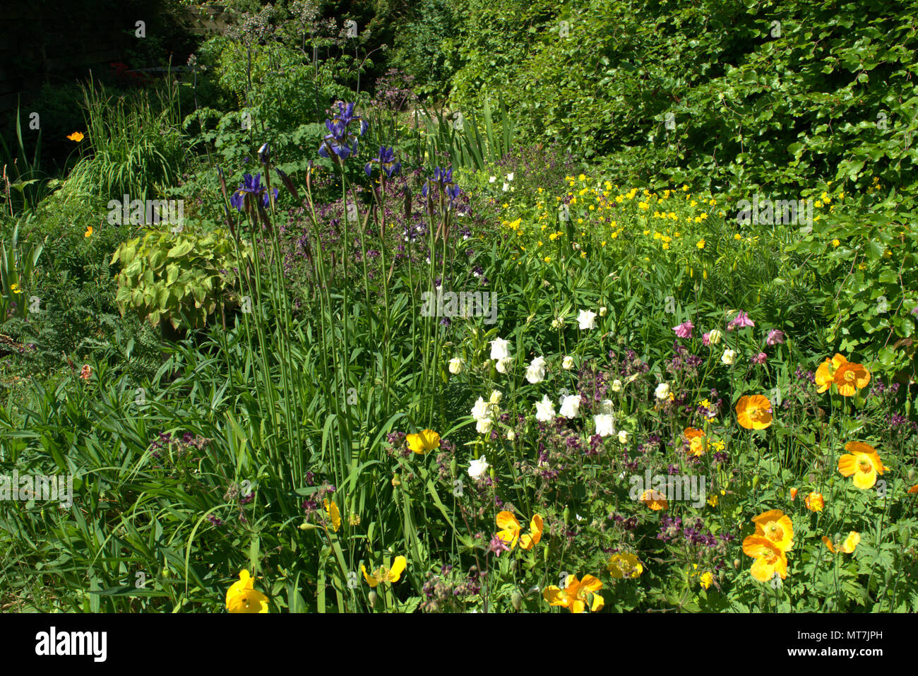 Sibirische Iris in einem Schottischen Country Garden Stockfoto