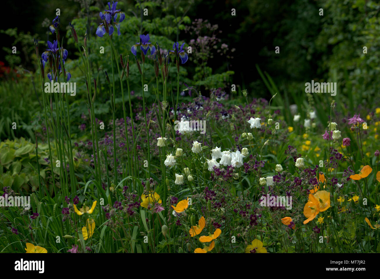 Sibirische Iris in einem Schottischen Country Garden Stockfoto
