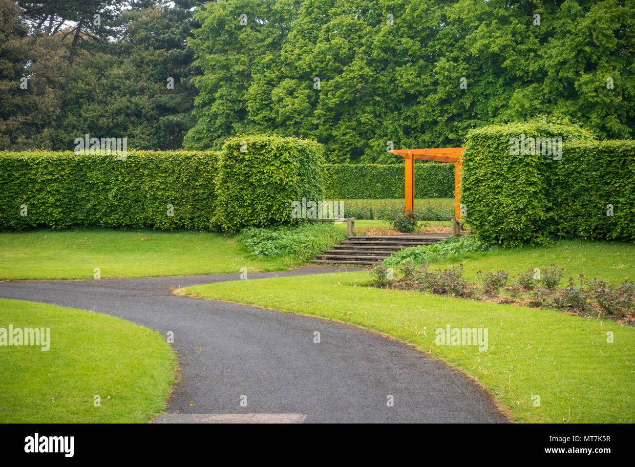 Grüne Bäume im backgraound im Park in Irland Stockfoto