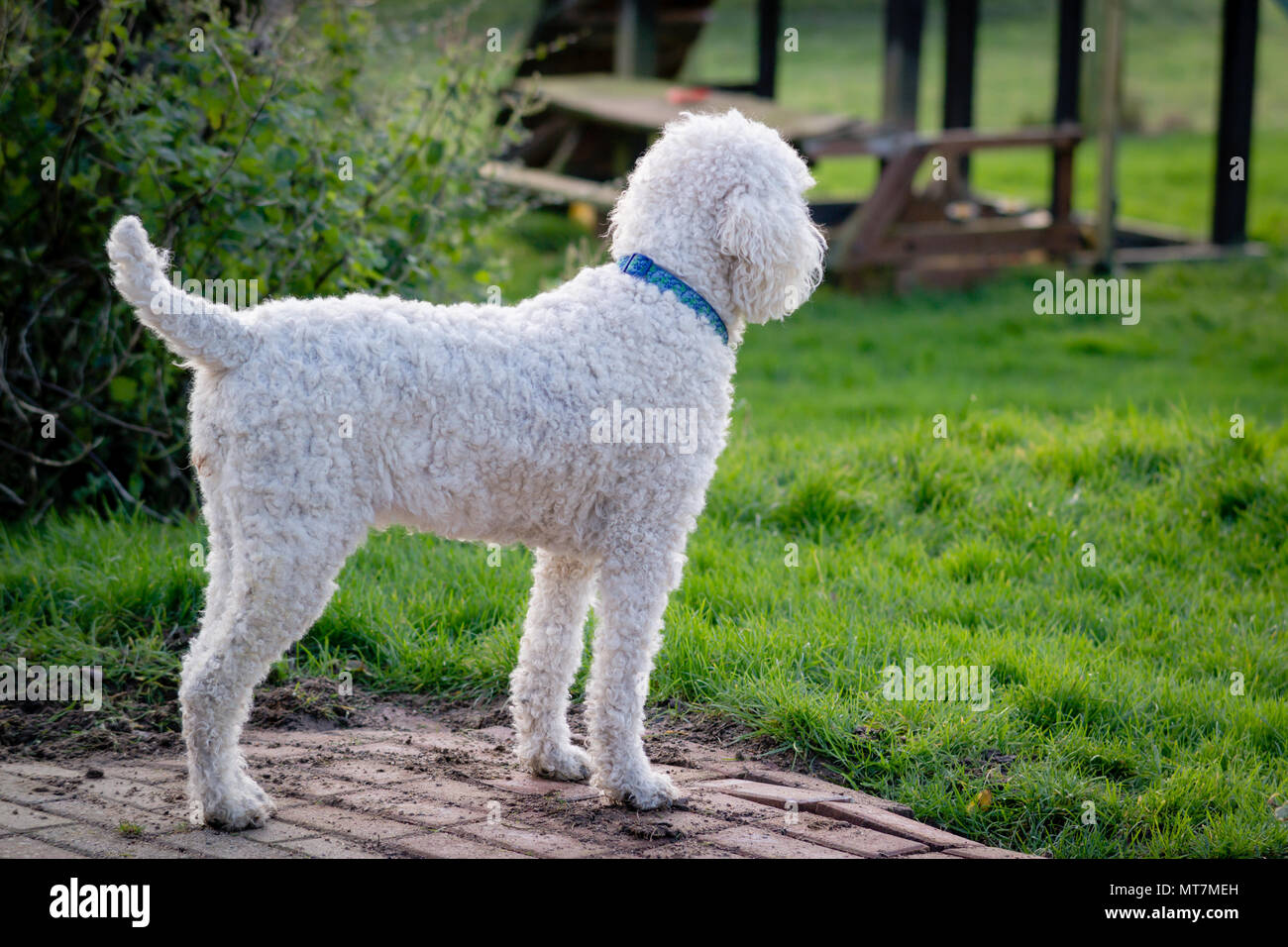 Große weiße collared Standard poodle Dog in natürlichen Fell starrte sehnsüchtig auf die Förderung der ländlichen Landschaft Garten Terrasse Stockfoto