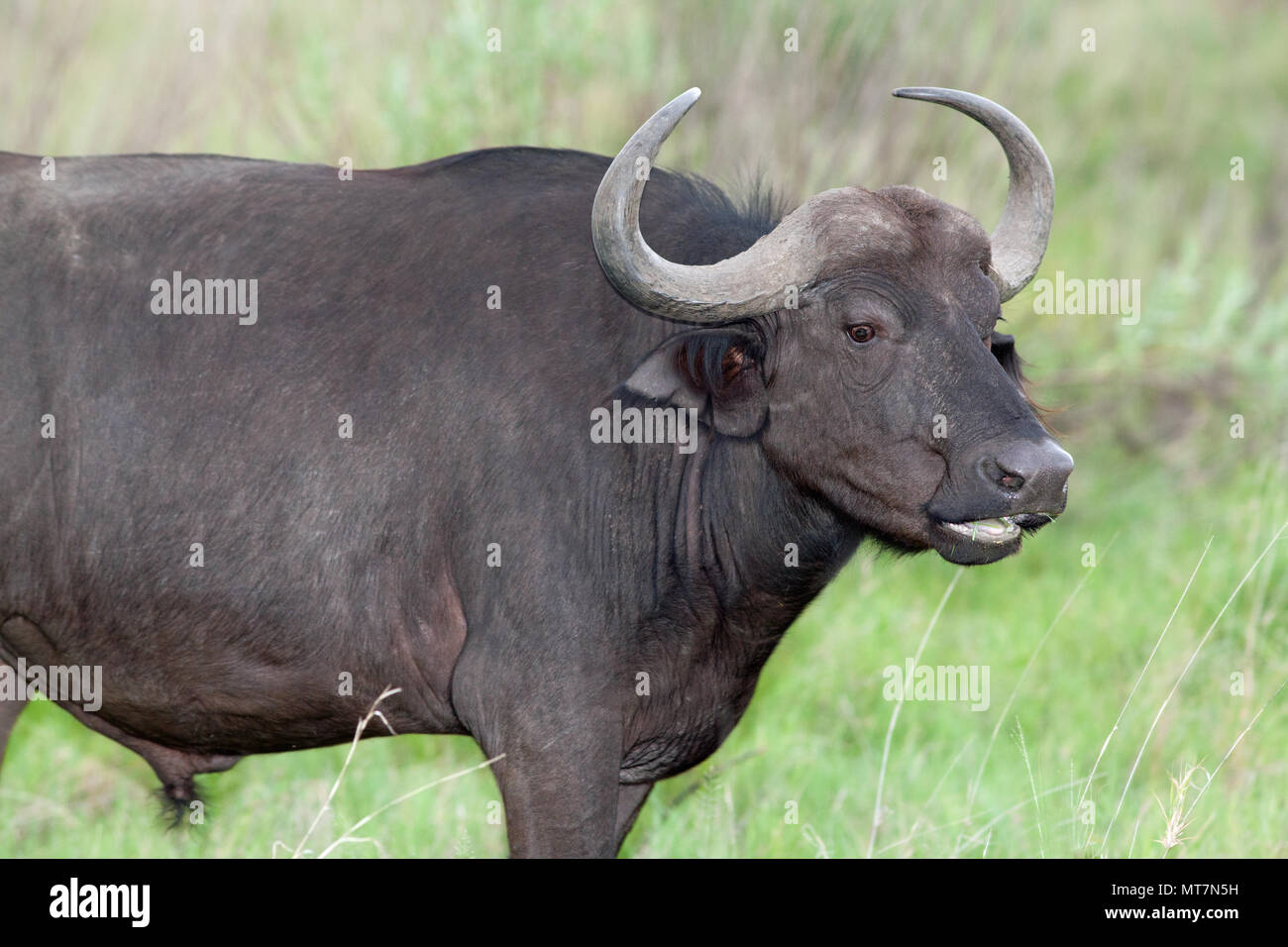 Afrikanischer Büffel (Syncerus Caffer). Weibliche oder Kuh. Meditativ. Kauen cud. Essen grob, altes Gras und dabei mehr Gras schießen aussetzen Stockfoto