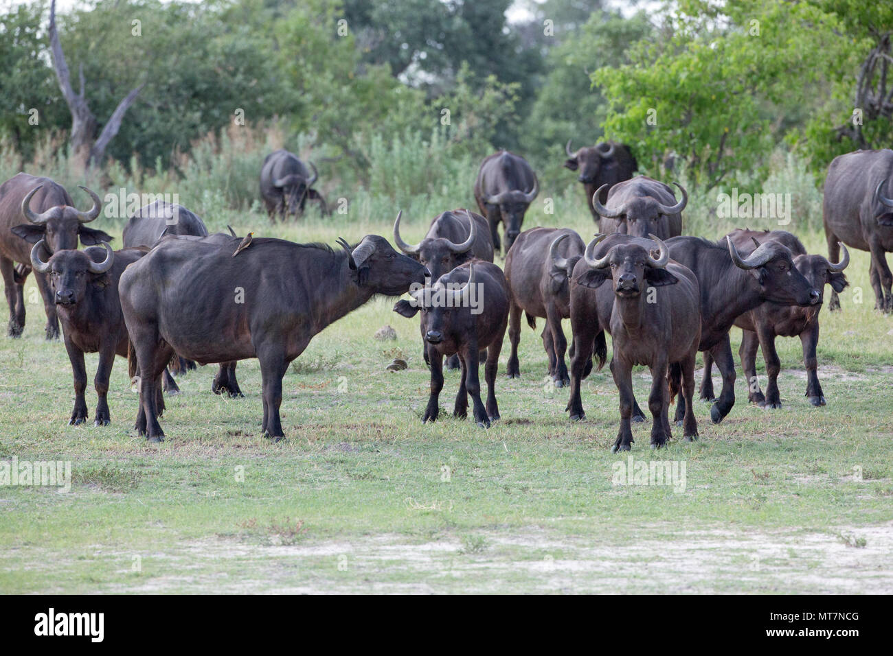 Afrikanischer Büffel (Syncerus Caffer). Herde nähern, auf dem Weg zu trinken hole. Stockfoto