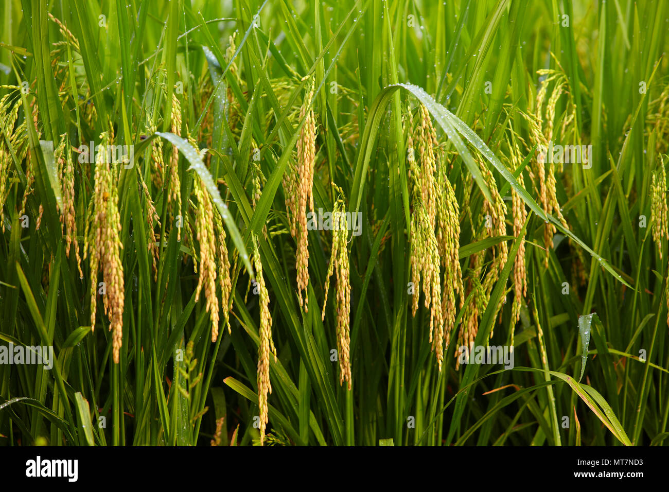 Nahaufnahme von Ohr der Reis reif Reisfeld im Herbst Stockfoto