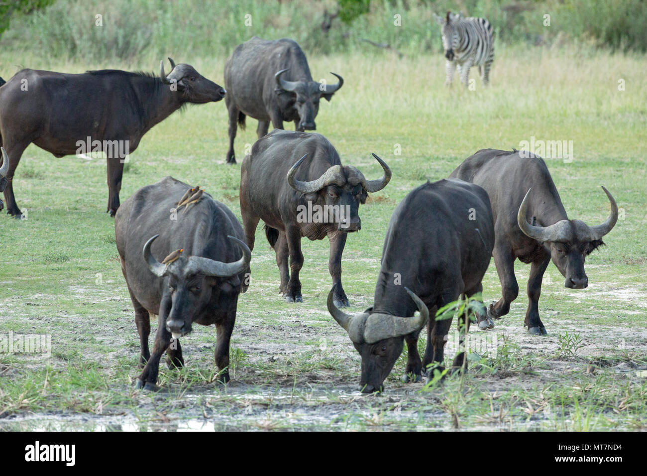 Büffel (Syncerus Caffer). Herde nähern, auf dem Weg zu trinken hole. Schwerere Gehörnte Bullen, vorne in der Mitte, leichtere gehörnte Kühe links und hinter dem Zentrum. Stockfoto
