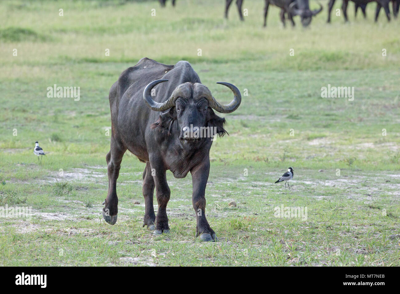 Afrikanischer Büffel (Syncerus Caffer). Büffel (Syncerus Caffer). Single, Inferior, schlecht aussehendes Tier, an der Peripherie der Herde. Auf dem Weg zu trinken hole. Wahrscheinlicher Kandidat für die Dezimierung durch Löwen. ​ Stockfoto