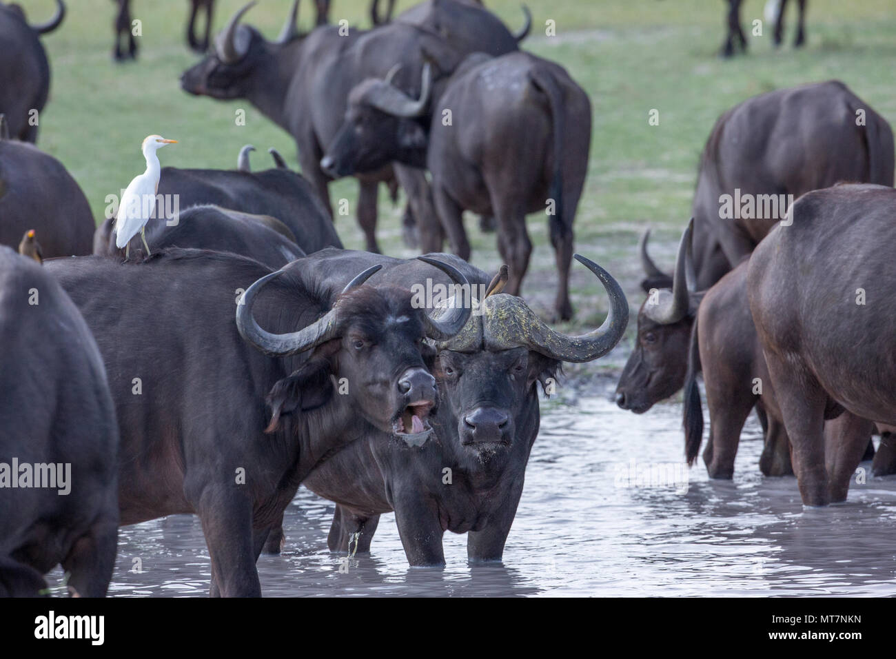 Afrikanischer Büffel (Syncerus Caffer). Sozialverhalten im Wasserloch. Stockfoto