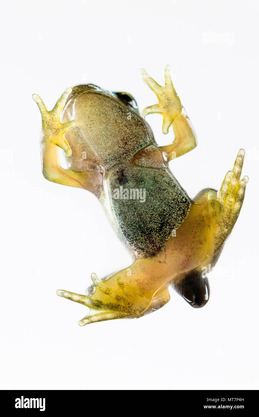 Tadpole/froglet fotografiert in der Mitte der Feder in der Mitte von Wales Stockfoto