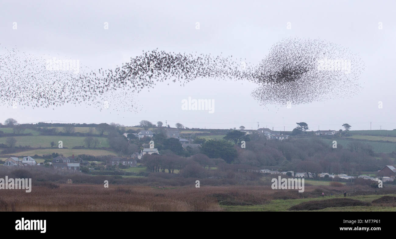 Teil der Starling murmuration in Marazion Marsh RSPB Reservat, Cornwall, UK. Stockfoto
