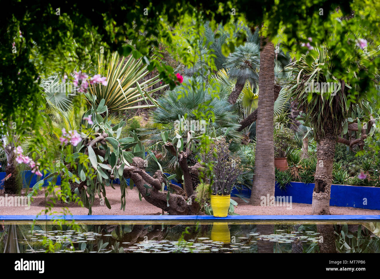 Der botanische Garten Jardin Majorelle in Marrakesch oder Majorelle Gärten, voller Palmen und Kakteen Stockfoto