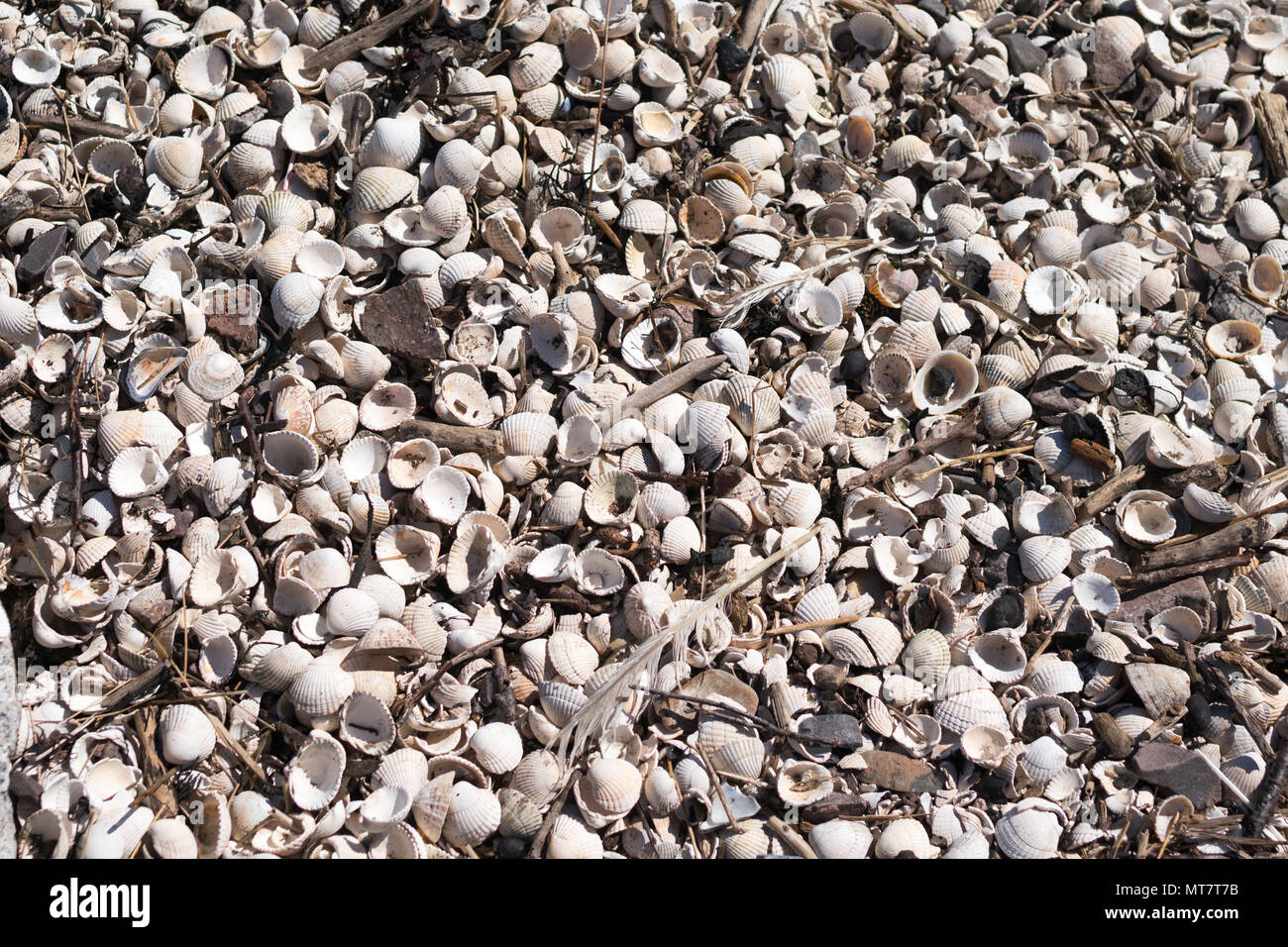 Weiß herzmuscheloberteilen am Strand von Rockcliffe, Dumfries und Galloway, Schottland, Großbritannien Stockfoto