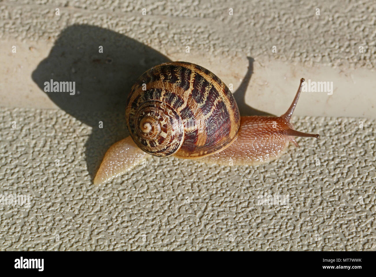 Garten Schnecke Nahaufnahme kriechen über eine weiße Fläche im Frühling in Italien Stockfoto