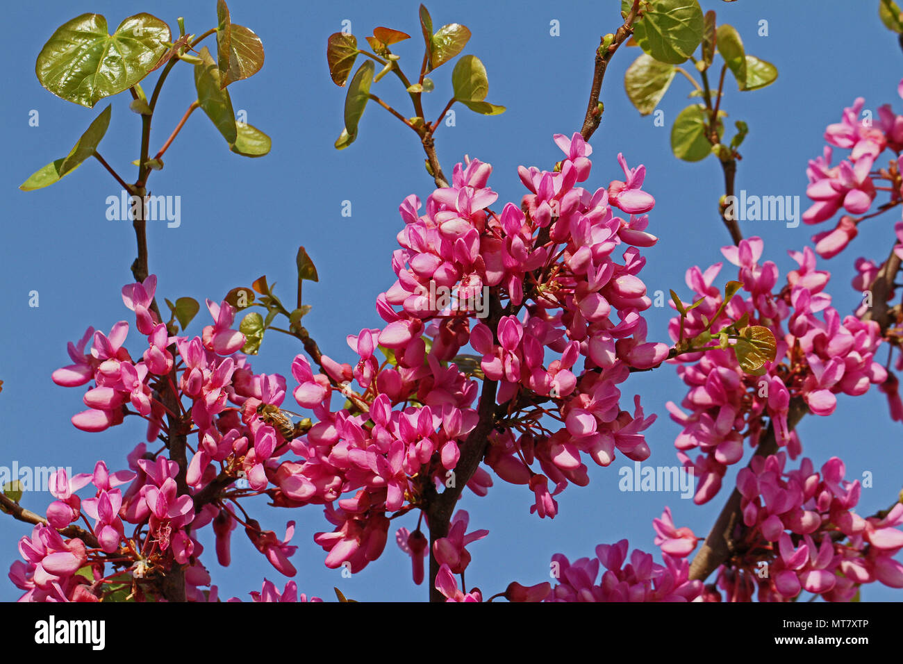 Judas tree Lateinischer Name circis Siliquastrum mit Lila oder schockierende rosa Blüten mit Samenkapseln aus dem Vorjahr Erbse-familie Leguminosen in Italien Stockfoto