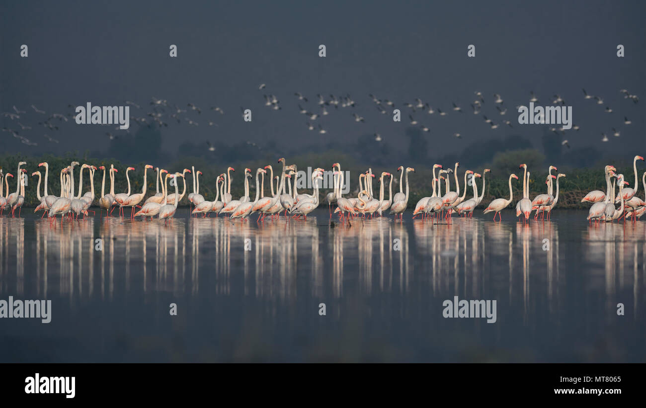 Scharen von Flamingos im Morgenlicht, Indien. Stockfoto