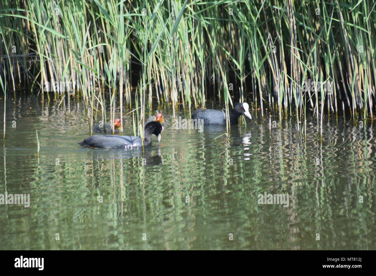 Nächste Generation: PAAR BLÄSSHÜHNER mit zwei Küken, klemmt in der Nähe der Ruten in Pagham Harbour Naturschutzgebiet, WEST SUSSEX. 28. Mai 2018. Stockfoto