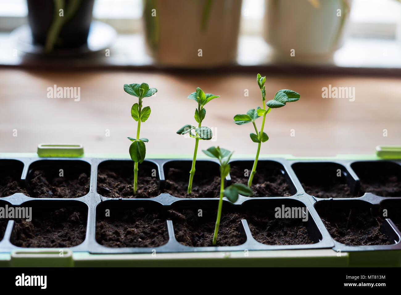 Frische, zarte Sämlinge von Gemüsesaatgut in gesunden Boden Frühling gepflanzt gewachsen. Stockfoto